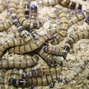 ジャイアントミルワーム1kgの商品一覧 通販 Yahoo ショッピング