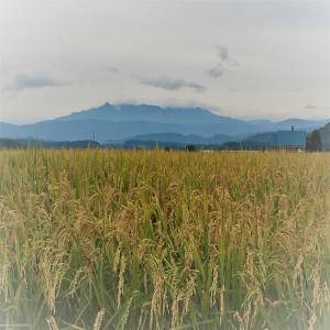 新米北海道産 白米ななつぼし10kg 1等米 ...の詳細画像5