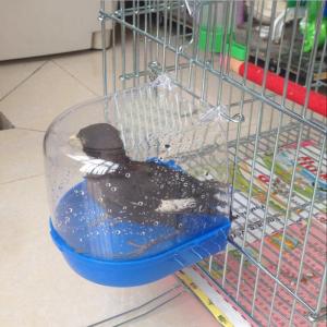 バードバス 小鳥 鳥 インコ 水容器 お風呂 ...の詳細画像3