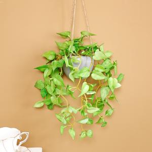 フェイクグリーン 人工観葉植物 観葉植物 造花...の詳細画像2