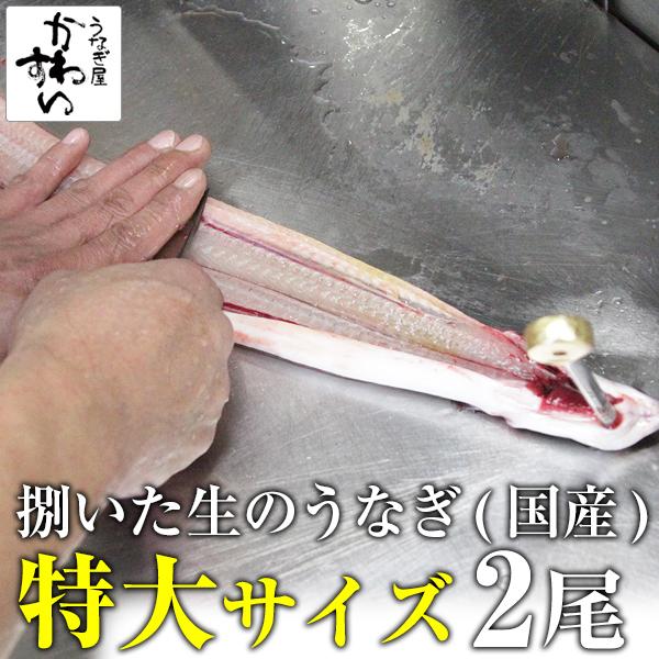 生のうなぎ 捌いた国産うなぎ 特大サイズ 2尾 うなぎ屋かわすい 開き ひらき 鰻 業務用 BBQ ...