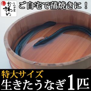 特大サイズの国産活鰻 3Pサイズ1匹(1匹約330g)