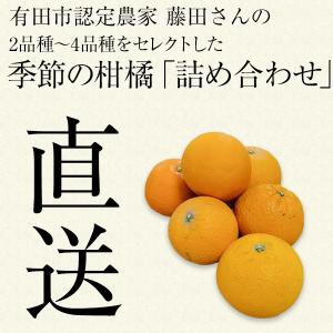 ＼旬の柑橘をお届け/ 藤田さんの柑橘詰め合わせ...の詳細画像1