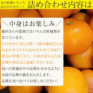 ＼旬の柑橘をお届け/ 藤田さんの柑橘詰め合わせ...の詳細画像3