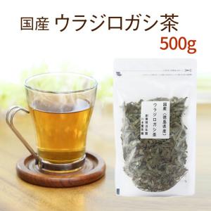 ウラジロガシ茶 100ｇ×5袋セット 国産｜kawamotoya