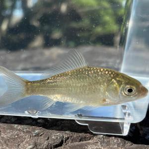 （淡水魚）ギンブナ（マブナ）　8〜12ｃｍ±　(1匹）【生体】