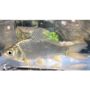 川村淡水魚販売 ヤフー店 コイ フナ 観賞魚 淡水魚 川魚 Yahoo ショッピング