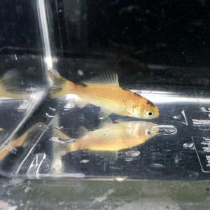 （淡水魚）ヒブナ／緋鮒／緋ブナ　（宮城県南部産　養殖）（1匹）【生体】