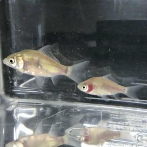（淡水魚）透明鱗ヘラブナ　（養殖）（1匹）【生体】｜kawamura-tansuigyo