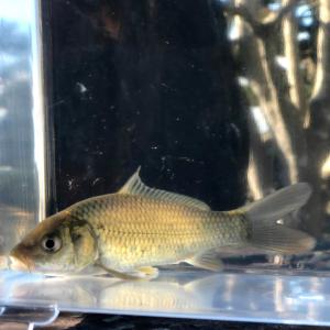 川村淡水魚販売 ヤフー店 コイ フナ 観賞魚 淡水魚 川魚 Yahoo ショッピング