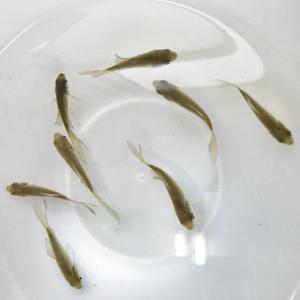 川村淡水魚販売 ヤフー店 鉄魚 てつぎょ 観賞魚 淡水魚 川魚 Yahoo ショッピング
