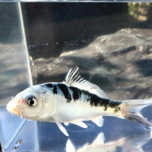 （錦鯉）ドイツプラチナ白べっ甲（1匹）