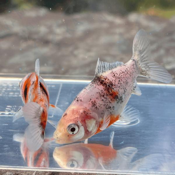 （金魚）国産　キャリコ和金　フナ尾　江戸川産　（1匹）【生体】