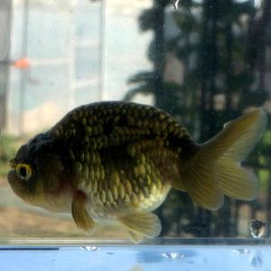 黒らんちゅう 国産 金魚 の商品一覧 観賞魚生体 熱帯魚 アクアリウム用品 ペット用品 生き物 通販 Yahoo ショッピング