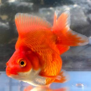 金魚 だるま琉金の商品一覧 通販 Yahoo ショッピング