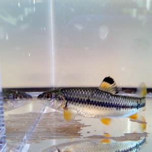 （淡水魚）ビワヒガイ　M（1匹）