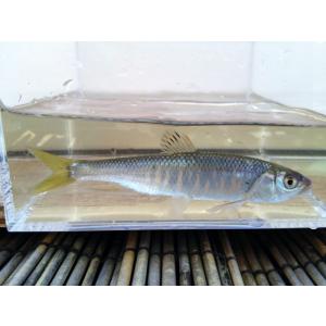 川村淡水魚販売 ヤフー店 モロコ 底物 ハヤ 観賞魚 淡水魚 川魚 Yahoo ショッピング