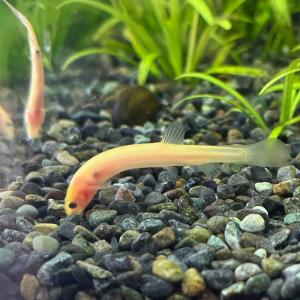 （淡水魚）ヒドジョウ　緋泥鰌（1匹）