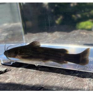 （淡水魚）ギバチ 　13ｃｍ±（1匹）（現品）【生体】｜kawamura-tansuigyo