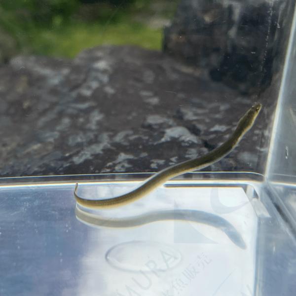 （鑑賞用）ウナギ　8〜13ｃｍ±（1匹）【生体】