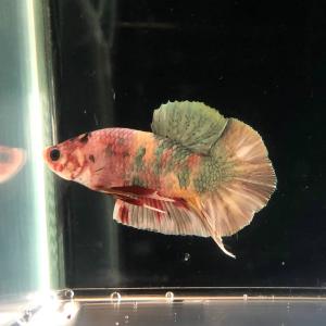 川村淡水魚販売 ヤフー店 観賞魚 熱帯魚 Yahoo ショッピング