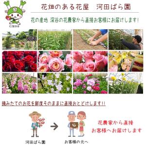 誕生日プレゼント 女性 敬老の日 花 男性 母...の詳細画像5
