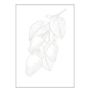 ぬりえ 大人が楽しむぬり絵 花・果物 8柄 (...の詳細画像1