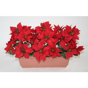 ポインセチア 鉢の商品一覧 通販 Yahoo ショッピング