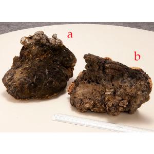 漢方薬 サルノコシカケ その他コレクション 趣味 の商品一覧 コレクション 趣味 楽器 手芸 コレクション 通販 Yahoo ショッピング