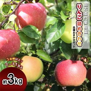 《先行予約》おまかせ詰め合わせ（3品種以上）約3kg（7〜11玉）●2025年11月中旬発送開始  秋田県鹿角産 国産 りんご 産地直送 農家直送 送料無料