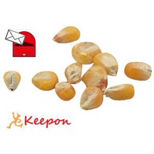 野菜の種 とうもろこし 約8粒 (メール便可) アーテック 家庭菜園 栽培 トウモロコシ 家庭栽培