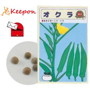 野菜の種 オクラ 約20粒 (メール便可) アーテック 家庭菜園 栽培 家庭栽培