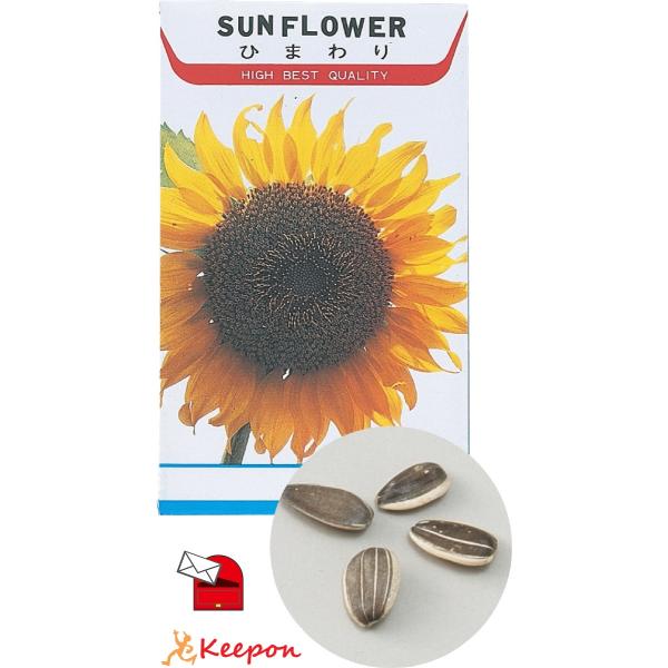 花の種 ヒマワリ 約13粒 (メール便可) アーテック 家庭菜園 栽培 家庭栽培 ひまわり