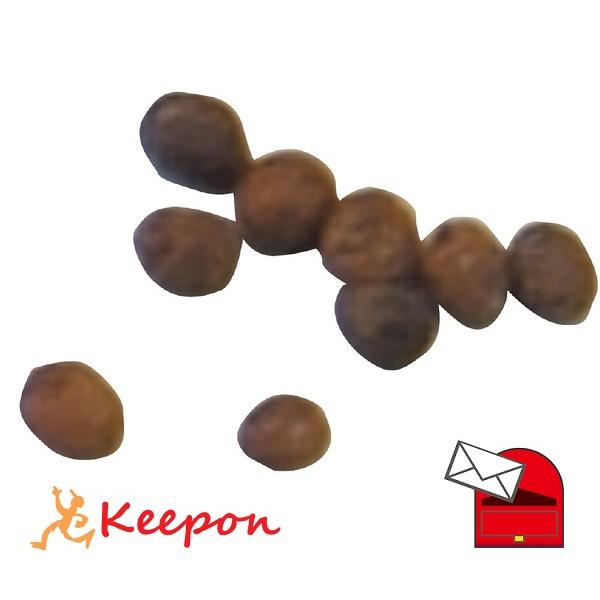 野菜の種 インゲン豆 約10粒 (メール便可) アーテック 家庭菜園 栽培 家庭栽培