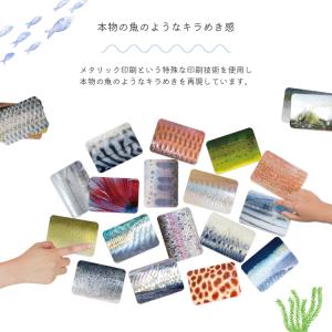 さかなかるた フルセット 通常盤 淡水魚版 伝...の詳細画像4