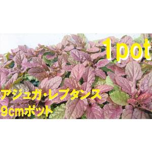 日陰でも育つ 花 ガーデニング の商品一覧 通販 Yahoo ショッピング