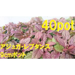 日陰でも育つ 花 ガーデニング の商品一覧 通販 Yahoo ショッピング