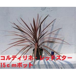 ◎コルジリネ≪レッドスター140CM≫コルディリネ◎赤ドラセナ（XLL