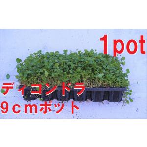 ディコンドラ　1ポット　ダイカンドラ　アオイゴケ　ミクランサ　ヒルガオ科　地面を覆うように成長する　苗　ハートのような葉っぱがかわいい
