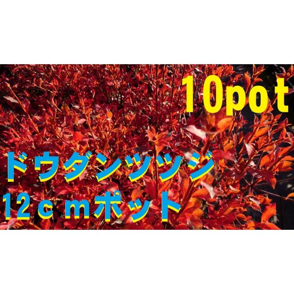 ドウダンツツジ　10ポットセット　紅葉がきれい　成長が遅い　落葉樹　苗　庭木　玉造にも　スズラン　生...