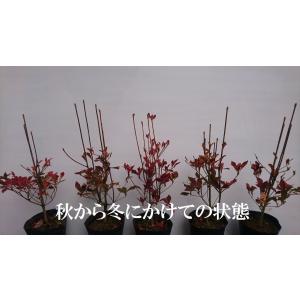 ドウダンツツジ 1ポット 紅葉がきれい 成長が...の詳細画像2