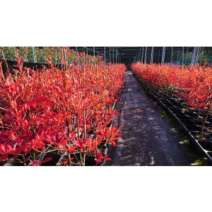 ドウダンツツジ 1ポット 紅葉がきれい 成長が...の詳細画像4