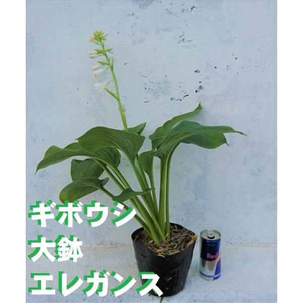 ギボウシ　エレガンス　大きな15ｃｍポット入り 大株　ホスタ　hosta 　照り葉が美しい　シェード...