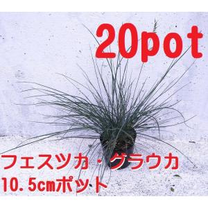 カレックス キウイ レ 5寸 5 個 フェスツカグラウカ3ポット Www Vetrepro Fr