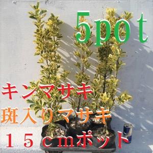 斑入りマサキ 花 ガーデニング の商品一覧 通販 Yahoo ショッピング