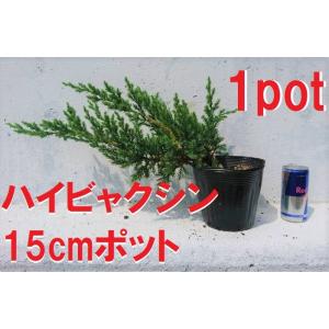 ハイビャクシン 5ポットセット 這柏槙 苗 匍匐性 地を這うように成長 