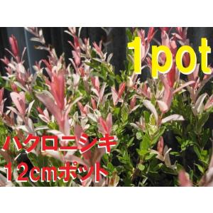 ハクロニシキ 花 ガーデニング の商品一覧 通販 Yahoo ショッピング