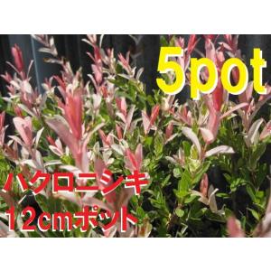 珍しい イヌコリヤナギ ハクロニシキ 0 8m10 5cmポット 6本セット 送料無料 1年間枯れ保証 葉や形を楽しむ木 21公式店舗 Munipacaran Gob Pe