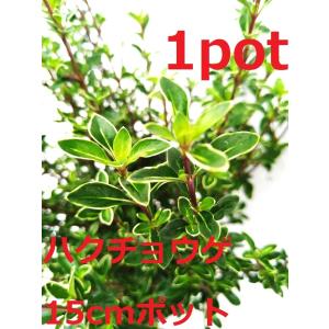 観葉植物 鉢花 苗：リューカデンドロン サファリマジック*6号 : 遊恵
