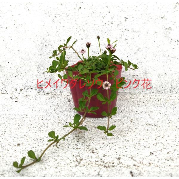 ヒメイワダレソウ　ピンク花　80本　リピア　除草対策に　かわいい金平糖のようなお花　苗